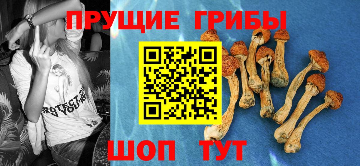 Псилоцибиновые грибы Cubensis  купить наркоту  Волжский  Вход с VPN 